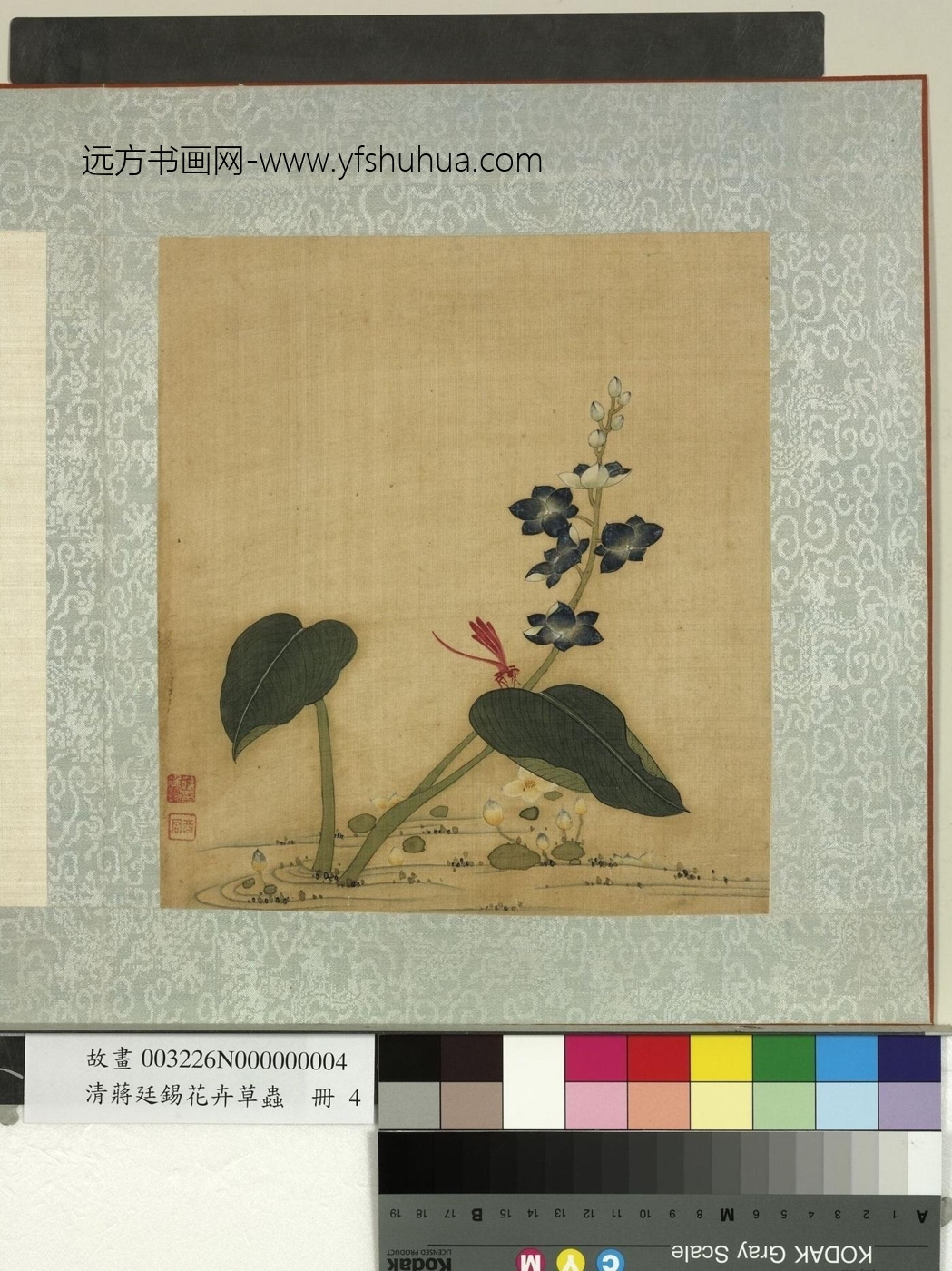 清_蒋廷锡_花卉草虫册　豆娘